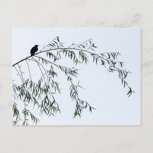 Blackbird auf Willow Postkarte (Vorderseite)