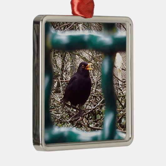 Blackbird Bars, Animal, Birds, Black Bird Silbernes Ornament (Rechts)