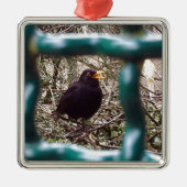 Blackbird Bars, Animal, Birds, Black Bird Silbernes Ornament (Vorne)