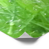 Blackbird-Bild für Poster (Ecke)