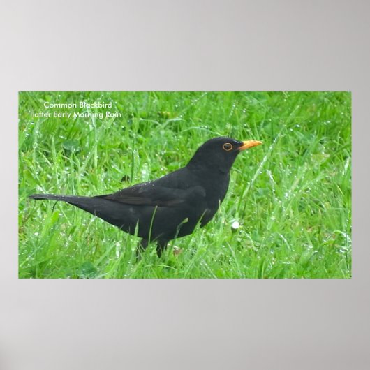 Blackbird-Bild für Poster (Vorne)