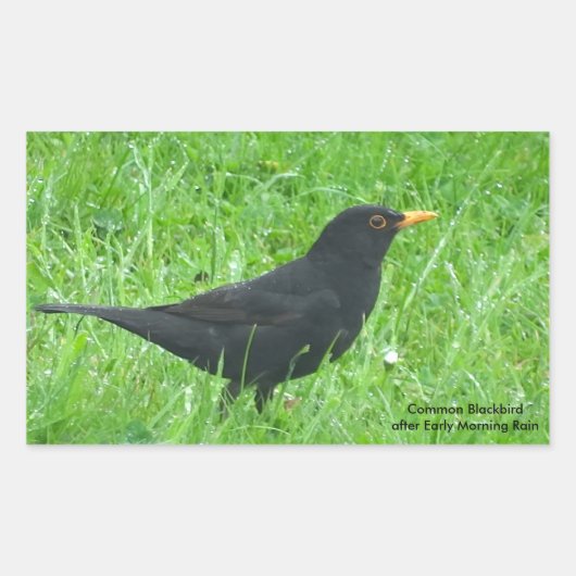 Blackbird-Bild für Rectangle-Sticker, Glossar Rechteckiger Aufkleber (Vorderseite)