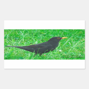 Blackbird-Bild für Rectangle-Sticker, Glossar Rechteckiger Aufkleber
