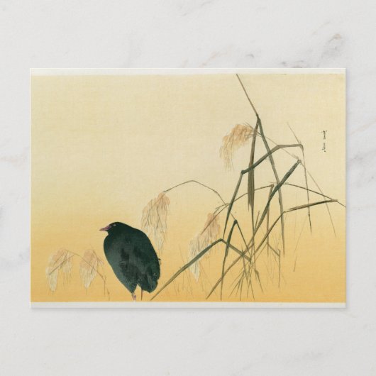 Blackbird, Edo-Periode Postkarte (Vorderseite)