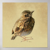 Blackbird Fledgling` in Sun Poster (Vorne)