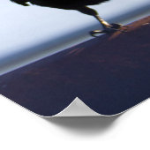 Blackbird-Foto Poster (Ecke)