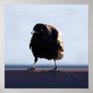 Blackbird-Foto Poster