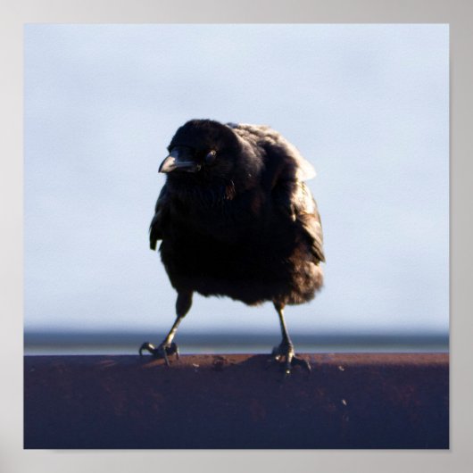 Blackbird-Foto Poster (Vorne)