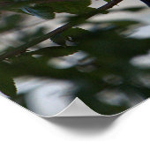 Blackbird Foto Poster (Ecke)