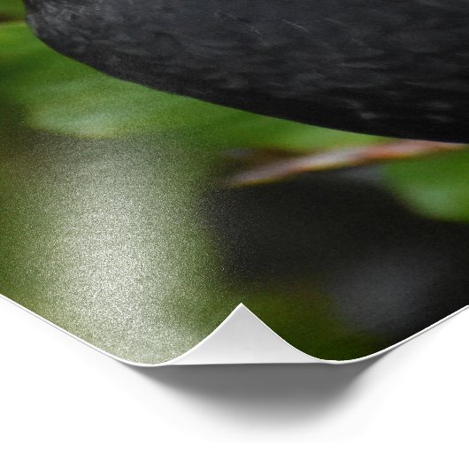 Blackbird Fotodruck (Ecke)