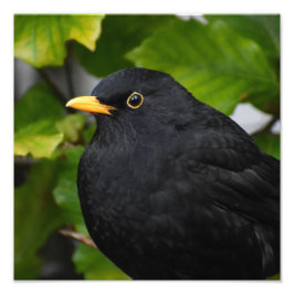 Blackbird Fotodruck