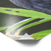 Blackbird Fotodruck (Ecke)