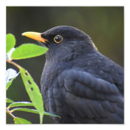 Blackbird Fotodruck