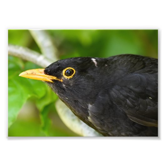 Blackbird Fotodruck (Vorne)
