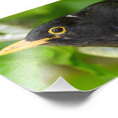 Blackbird Fotodruck (Ecke)