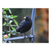 Blackbird Fotodruck (Vorne)