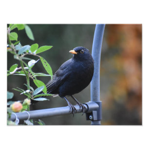Blackbird Fotodruck