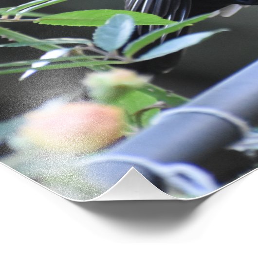 Blackbird Fotodruck (Ecke)