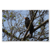 Blackbird Fotodruck (Vorne)
