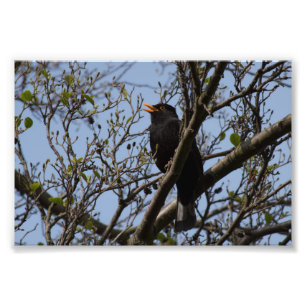 Blackbird Fotodruck