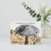 Blackbird Grackbird Birdbath Postcard Postkarte (Stehend Vorderseite)