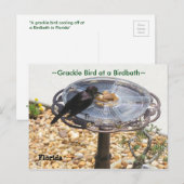 Blackbird Grackbird Birdbath Postcard Postkarte (Vorne/Hinten)