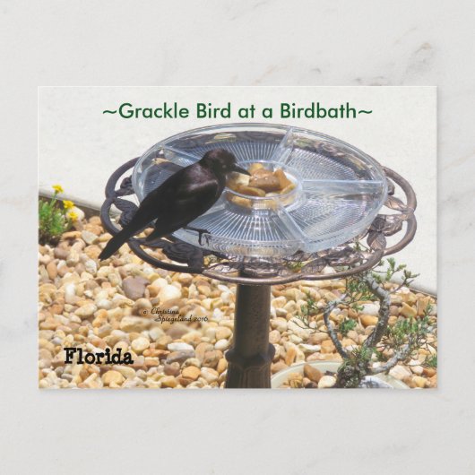 Blackbird Grackbird Birdbath Postcard Postkarte (Vorderseite)