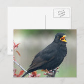 Blackbird im Baum Postkarte (Vorne/Hinten)