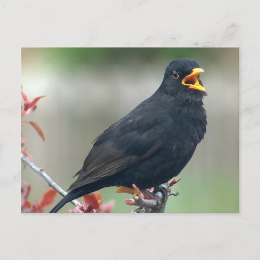 Blackbird im Baum Postkarte (Vorderseite)