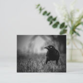 Blackbird im Gras Postcard Postkarte (Stehend Vorderseite)