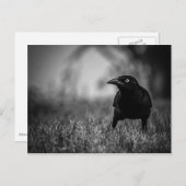 Blackbird im Gras Postcard Postkarte (Vorne/Hinten)