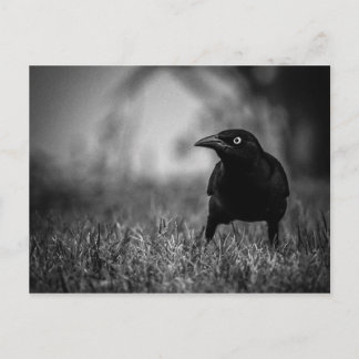 Blackbird im Gras Postcard Postkarte