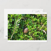 Blackbird im Lorbeerbusch Postkarte (Vorne/Hinten)