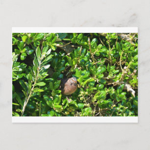 Blackbird im Lorbeerbusch Postkarte