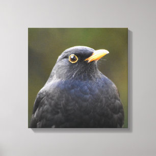 Blackbird Leinwanddruck