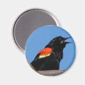 Blackbird Magnet (Vorderseite/Rückseite)