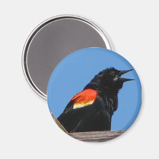 Blackbird Magnet (Vorderseite/Rückseite)