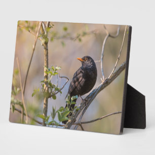 Blackbird Nature Foto Fotoplatte