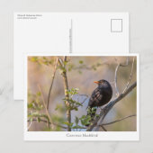 Blackbird Nature Foto Postkarte (Vorne/Hinten)