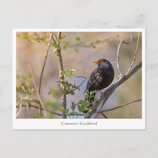 Blackbird Nature Foto Postkarte (Vorderseite)