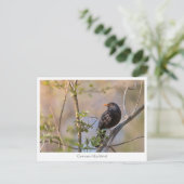 Blackbird Nature Foto Postkarte (Stehend Vorderseite)