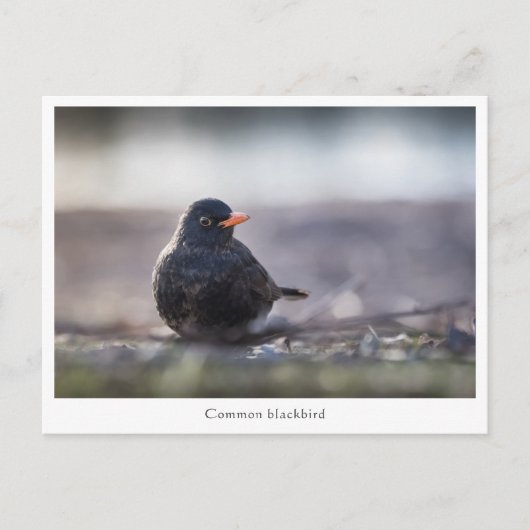 Blackbird Nature Foto Postkarte (Vorderseite)