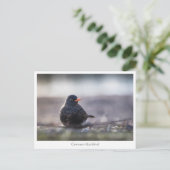 Blackbird Nature Foto Postkarte (Stehend Vorderseite)