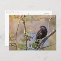 Blackbird Nature Foto