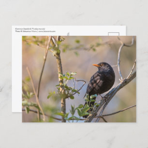 Blackbird Nature Foto Postkarte