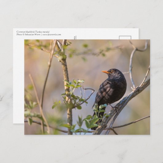 Blackbird Nature Foto Postkarte (Vorne/Hinten)