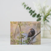 Blackbird Nature Foto Postkarte (Stehend Vorderseite)
