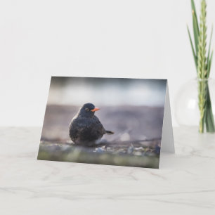 Blackbird Nature Photo Karte