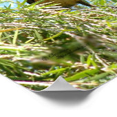 Blackbird-Poster Poster (Ecke)