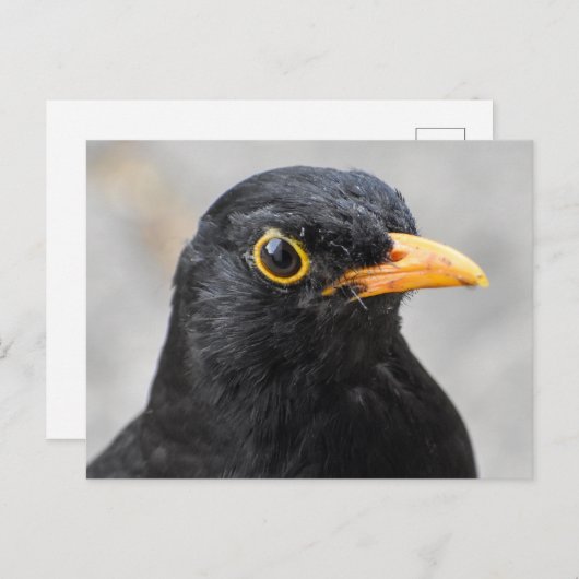 Blackbird Postkarte (Vorne/Hinten)